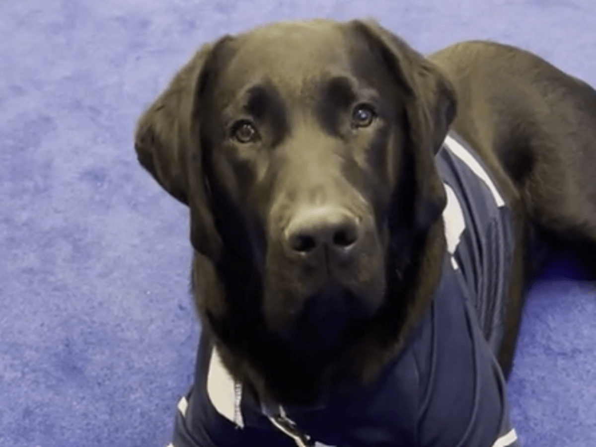 Maple Leafs Introduce Team Dog 'BUD' During Next-Gen Game Against Flyers -  The Hockey News Toronto Maple Leafs News, Analysis and More