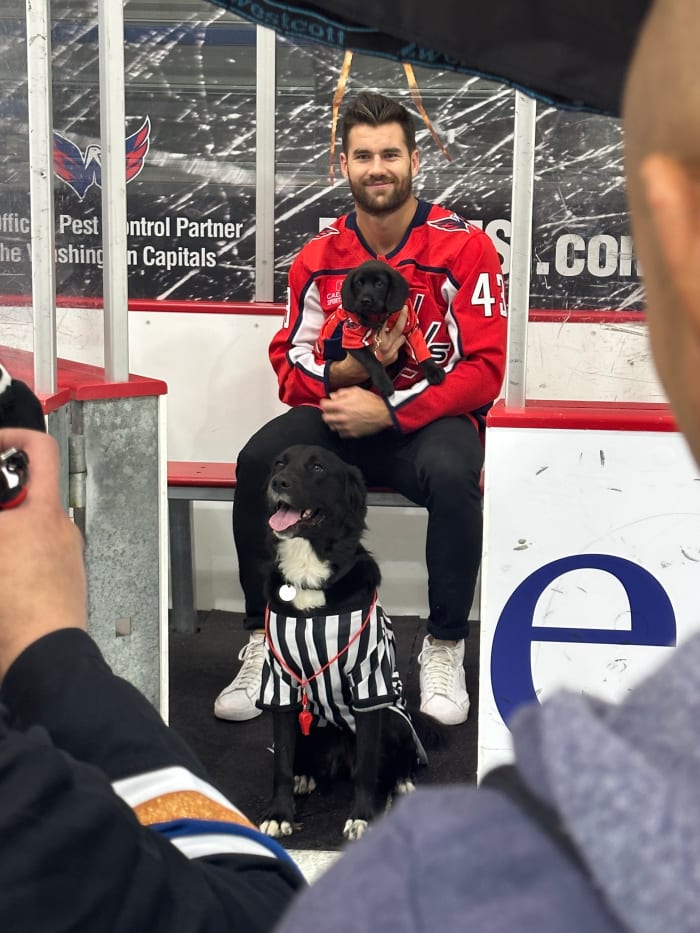 Tom Wilson Poses With Puppies In Penalty Box, & Scenes From Capitals