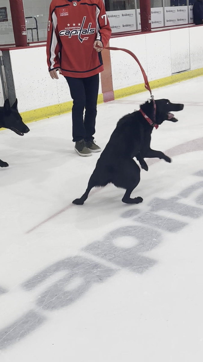 Capitals Have A Blast, Play With Puppies For Canine Calendar Shoot